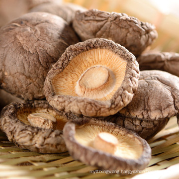 dried mushroom---dried lentinus edodes without stem